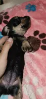 Black and tan, a female Miniature Dachshund for sale in Aumsville, OR – 2 of 4