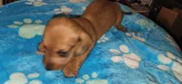 Tiny tim, a male Miniature Dachshund for sale in Aumsville, OR – 3 of 4