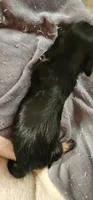 Black and tan, a female Miniature Dachshund for sale in Brownsville, OR – 2 of 3