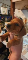 Green collar, a male Miniature Dachshund for sale in Brownsville, OR – 6 of 8