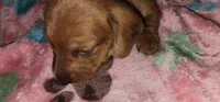 Orange collar, a female Miniature Dachshund for sale in Aumsville, OR – 3 of 4