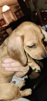 Stryker, a male Miniature Dachshund for sale in Brownsville, OR – 2 of 4