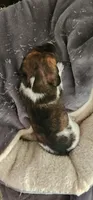 Peridot, a male Miniature Dachshund for sale in Brownsville, OR – 9 of 9