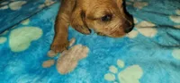 Brown collar, a male Miniature Dachshund for sale in Aumsville, OR – 2 of 5