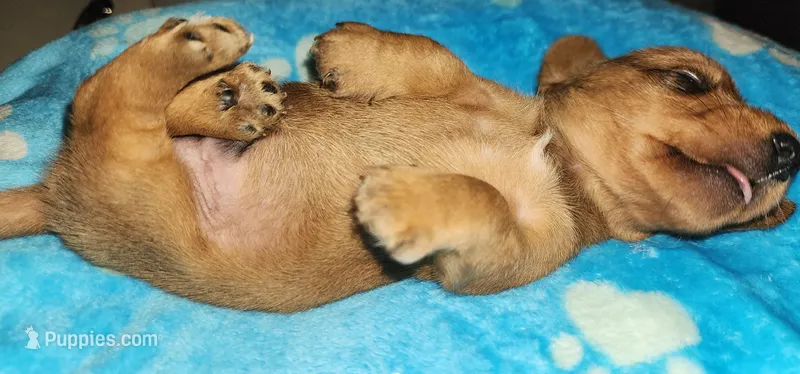 Tiny tim – Miniature Dachshund puppy for sale in Aumsville, OR