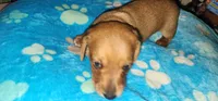 Green collar, a male Miniature Dachshund for sale in Aumsville, OR – 3 of 4