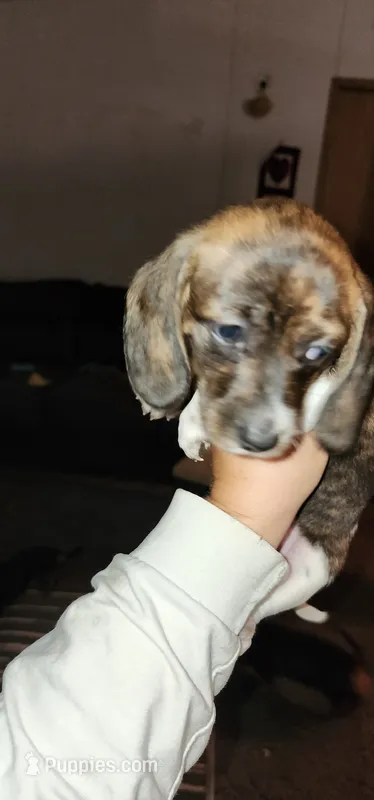 Peridot – Miniature Dachshund puppy for sale in Brownsville, OR