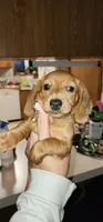 Minnie (pink collar), a female Miniature Dachshund for sale in Brownsville, OR – 2 of 3
