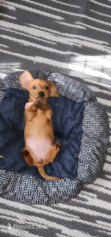 Minnie (pink collar) – Miniature Dachshund puppy for sale in Brownsville, OR