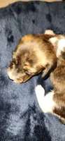 Peridot, a male Miniature Dachshund for sale in Aumsville, OR – 6 of 6