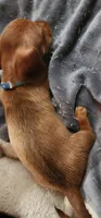 Pepper girl, a female Miniature Dachshund for sale in Brownsville, OR – 3 of 5