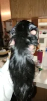 Mina, a female Miniature Dachshund for sale in Brownsville, OR – 2 of 4