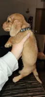 Nicky (Black collar), a male Miniature Dachshund for sale in Brownsville, OR – 2 of 3