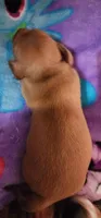 Whiskey, a male Miniature Dachshund for sale in Brownsville, OR – 4 of 5