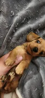 Tiny tim, a male Miniature Dachshund for sale in Brownsville, OR – 6 of 7