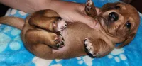 Green collar, a male Miniature Dachshund for sale in Aumsville, OR – 2 of 4