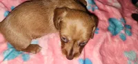 Pepper girl, a female Miniature Dachshund for sale in Aumsville, OR – 3 of 4