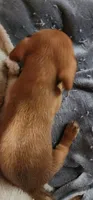 Tiny tim, a male Miniature Dachshund for sale in Brownsville, OR – 7 of 7
