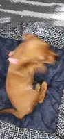 Minnie (pink collar), a female Miniature Dachshund for sale in Brownsville, OR – 2 of 5