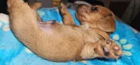 Brown collar, a male Miniature Dachshund for sale in Aumsville, OR – 5 of 5