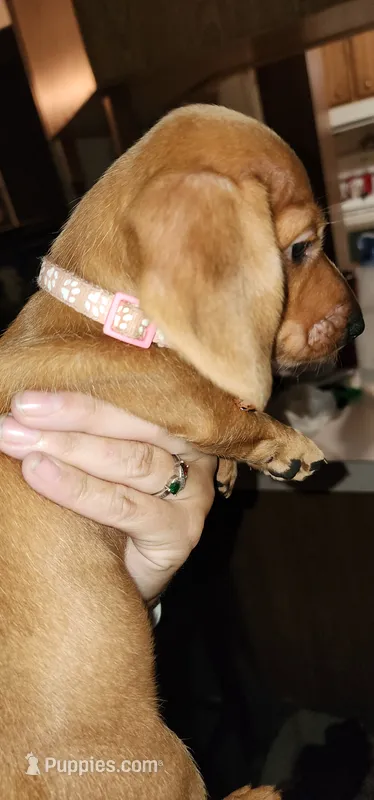 Minnie (pink collar) – Miniature Dachshund puppy for sale in Brownsville, OR