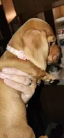 Minnie (pink collar), a female Miniature Dachshund for sale in Brownsville, OR – 1 of 3