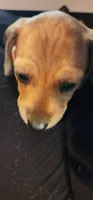 No collar pepper, a male Miniature Dachshund for sale in Brownsville, OR – 5 of 6
