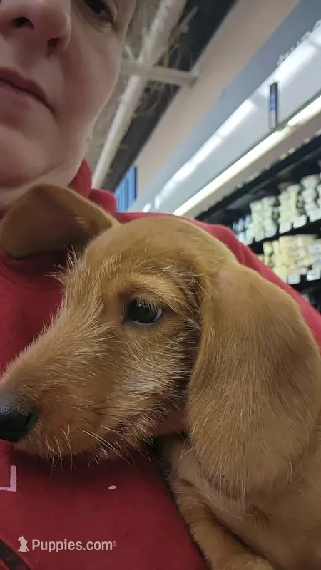 Tiny tim – Miniature Dachshund puppy for sale in Brownsville, OR