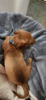 Pepper girl, a female Miniature Dachshund for sale in Brownsville, OR – 5 of 5