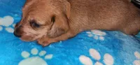 Brown collar, a male Miniature Dachshund for sale in Aumsville, OR – 3 of 5