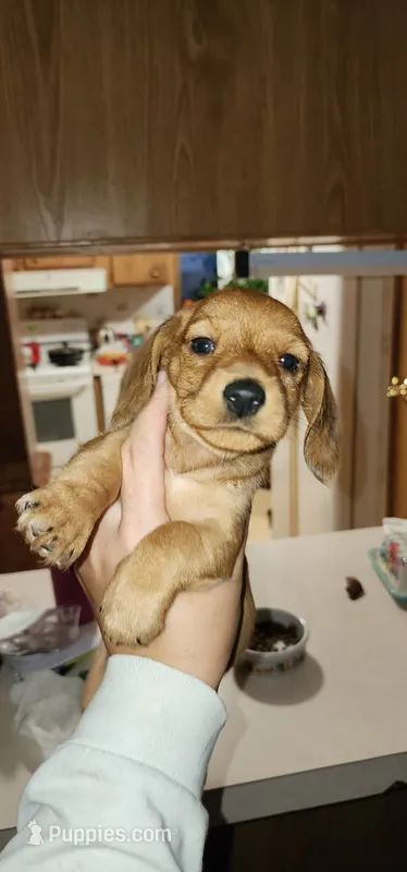 Tiny tim – Miniature Dachshund puppy for sale in Brownsville, OR