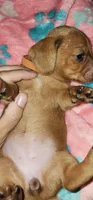 Orange collar, a female Miniature Dachshund for sale in Aumsville, OR – 4 of 4