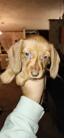 Rosie, a female Miniature Dachshund for sale in Brownsville, OR – 2 of 3