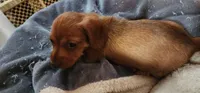 Pepper girl, a female Miniature Dachshund for sale in Brownsville, OR – 2 of 5