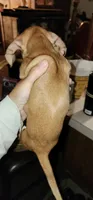Stryker, a male Miniature Dachshund for sale in Brownsville, OR – 4 of 4