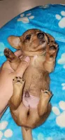 No collar pepper, a male Miniature Dachshund for sale in Aumsville, OR – 2 of 3