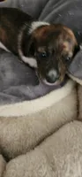 Peridot, a male Miniature Dachshund for sale in Brownsville, OR – 7 of 9