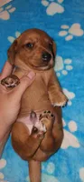 Green collar, a male Miniature Dachshund for sale in Aumsville, OR – 4 of 4