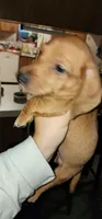 Bruno, a male Miniature Dachshund for sale in Brownsville, OR – 4 of 4