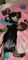 Black and tan, a female Miniature Dachshund for sale in Aumsville, OR – 4 of 4