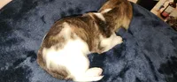 Peridot, a male Miniature Dachshund for sale in Aumsville, OR – 1 of 6