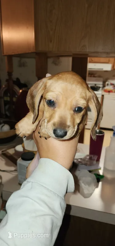 Stryker – Miniature Dachshund puppy for sale in Brownsville, OR