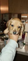 Stryker, a male Miniature Dachshund for sale in Brownsville, OR – 3 of 4