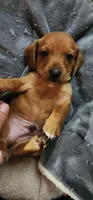 Green collar, a male Miniature Dachshund for sale in Brownsville, OR – 7 of 8