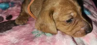 Orange collar, a female Miniature Dachshund for sale in Aumsville, OR – 1 of 4