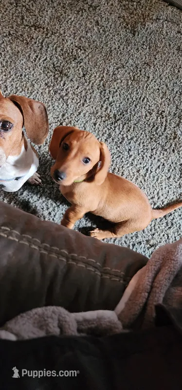 Bruno – Miniature Dachshund puppy for sale in Brownsville, OR
