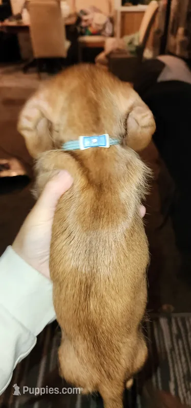 Rosie – Miniature Dachshund puppy for sale in Brownsville, OR