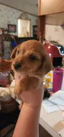 Orange collar, a female Miniature Dachshund for sale in Brownsville, OR – 5 of 7