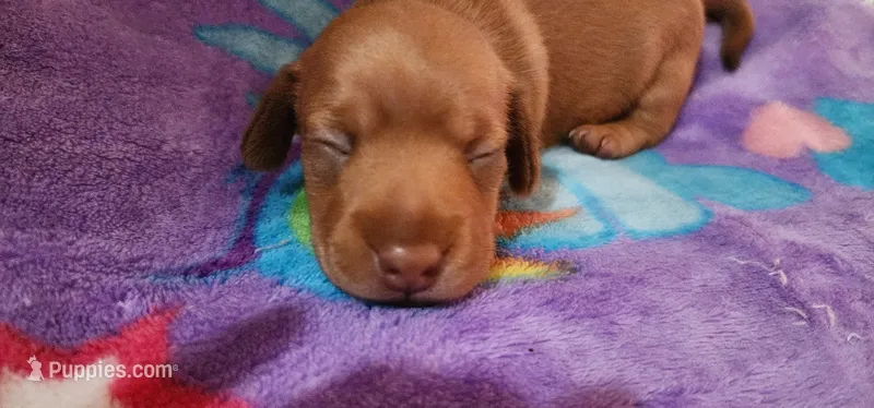 Whiskey – Miniature Dachshund puppy for sale in Brownsville, OR