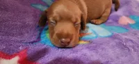 Whiskey, a male Miniature Dachshund for sale in Brownsville, OR – 1 of 5